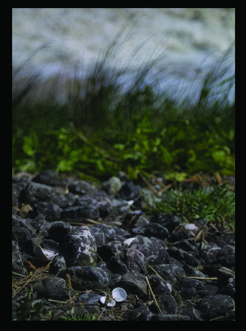 Grasses and shells by the seashore